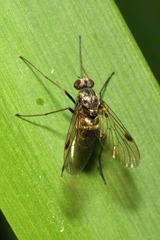 Chrysopilus cristatus