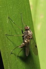 Chrysopilus cristatus