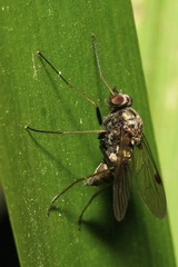 Chrysopilus cristatus