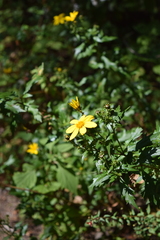 Coreopsis petrophiloides