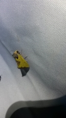 Stiria intermixta