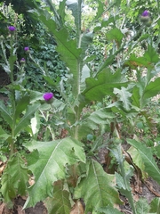 Onopordum acanthium