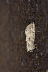 Allodontoides tenebrosa