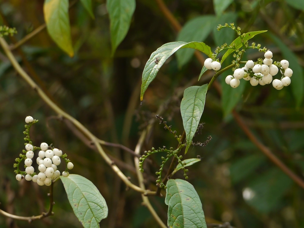 Tournefortia heyneana