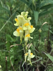 Linaria vulgaris