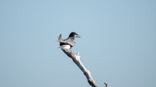 Fumarel común (Chlidonias niger)