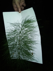 Equisetum sylvaticum