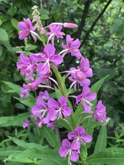 Chamaenerion angustifolium