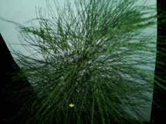 Equisetum sylvaticum