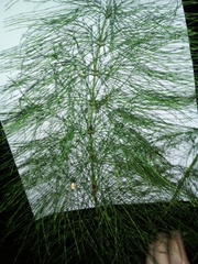 Equisetum sylvaticum