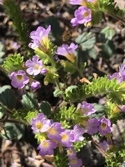 Phacelia suaveolens