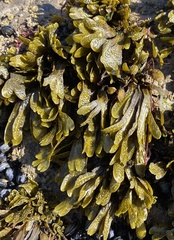 Fucus guiryi