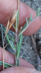 Linaria polygalifolia