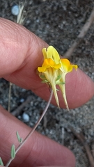 Linaria polygalifolia