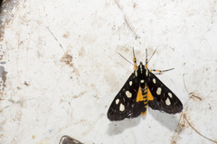 Mimeusemia vilemani