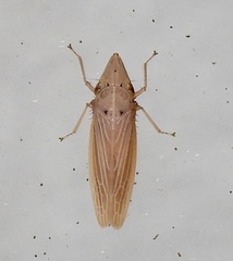Draeculacephala septemguttata
