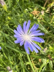Cichorium intybus