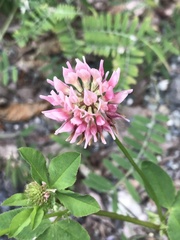 Trifolium hybridum