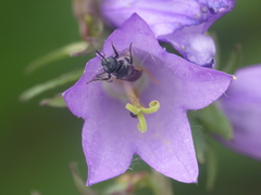 Chelostoma rapunculi