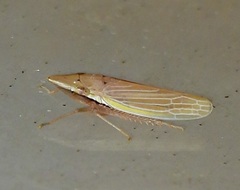 Draeculacephala septemguttata