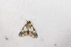 Termioptycha