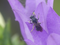 Chelostoma rapunculi
