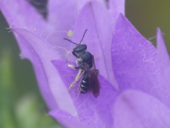 Chelostoma rapunculi