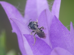 Chelostoma rapunculi