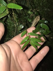 Luzuriaga radicans