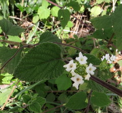 Lantana indica