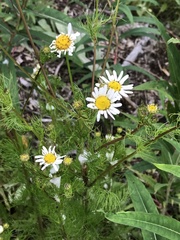 Tripleurospermum inodorum