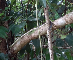 Dendrelaphis chairecacos