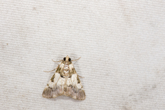 Termioptycha