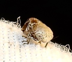Clastoptera laevigata