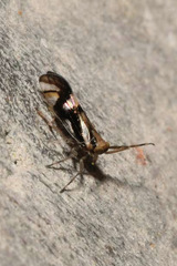 Delphax crassicornis