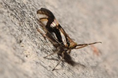 Delphax crassicornis