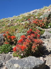 Castilleja rupicola