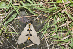 Amsactoides solitaria