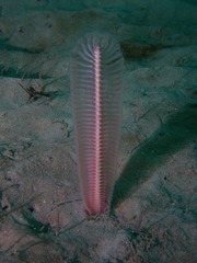 Pennatuloidea