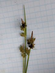 Carex pilulifera