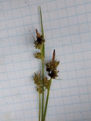 Carex pilulifera