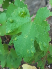Colomerus vitis