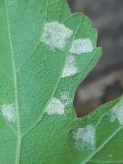 Colomerus vitis