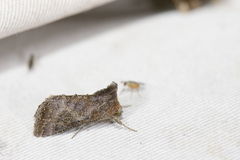Thysanoplusia reticulata