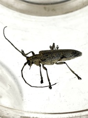 Saperda calcarata