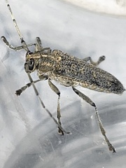 Saperda calcarata