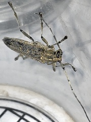 Saperda calcarata