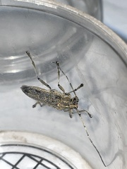 Saperda calcarata