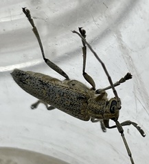 Saperda calcarata