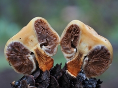 Pholiota nubigena